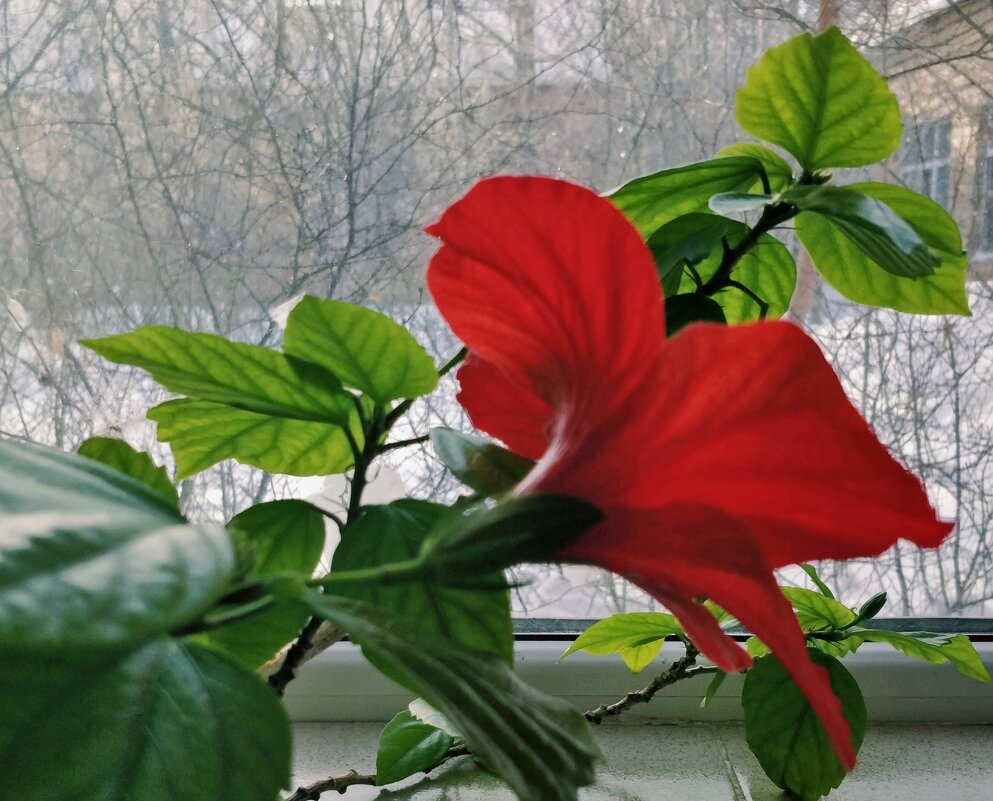 А за окном февраль - Андрей Хлопонин