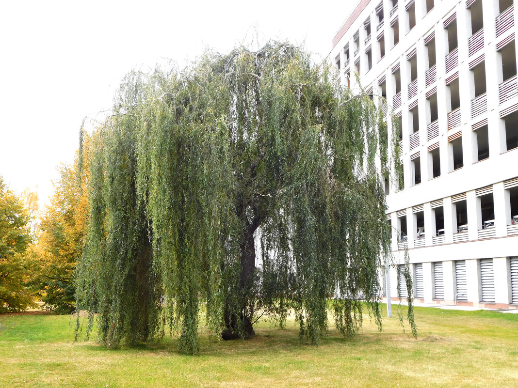 Плакучая ива - Наиля 