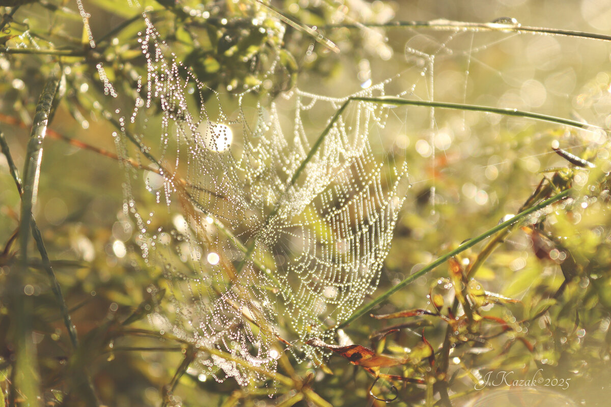 *** - Елена Kазак (selena1965)