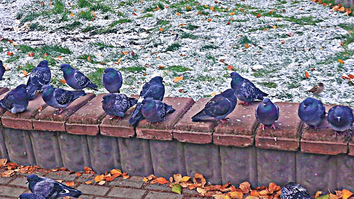 Октябрь...Предзимье. Голуби нахохлились! - Владимир 