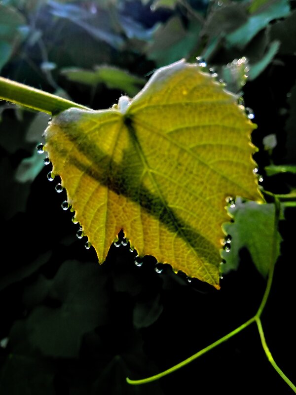 Детали природы - Роман Савоцкий