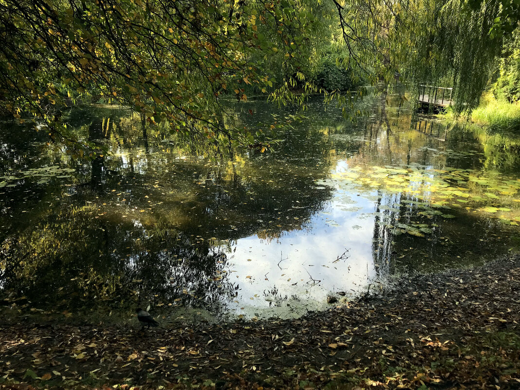 Заросший пруд - Лариса Корж