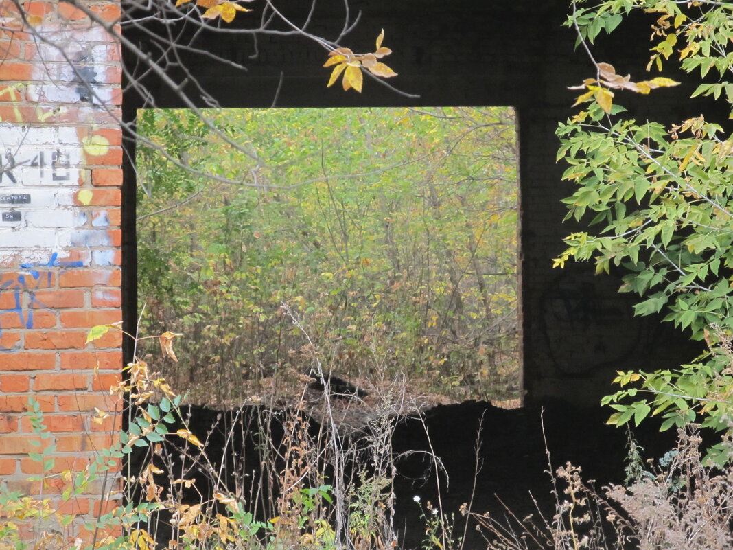 пустые окна в доме старом - Елена Шаламова пустые окна в доме старом - Елена Шаламова