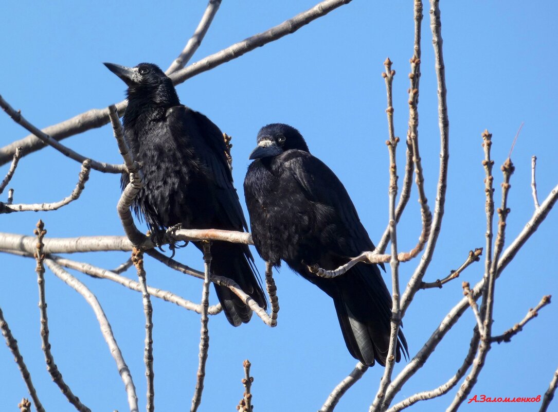 Слыш, подруга, не пора в тёплые края собираться? - Ну нафиг, тут и здесь пока тепло! :-) - Андрей Заломленков