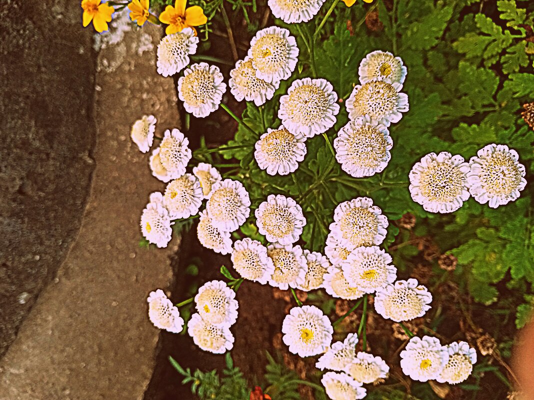 Цветы. - Владимир Драгунский