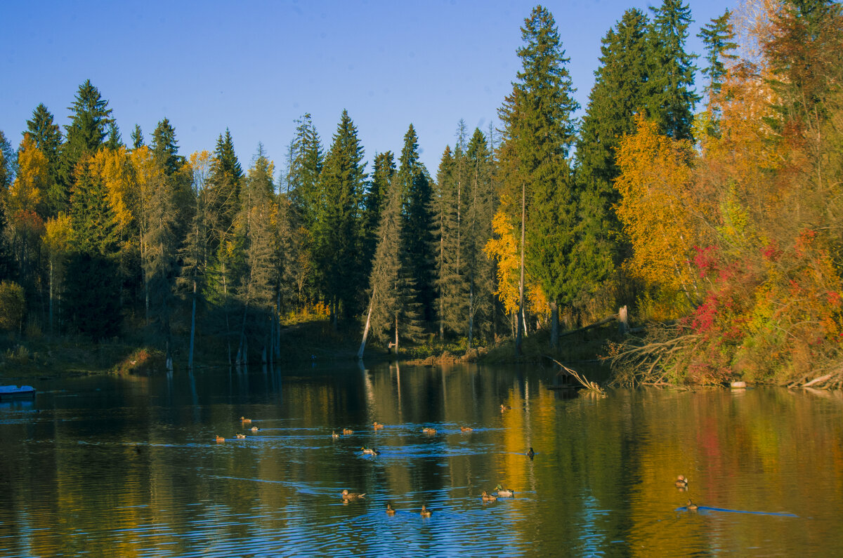 ОСЕНЬ - речка Подборенка - Владимир Максимов