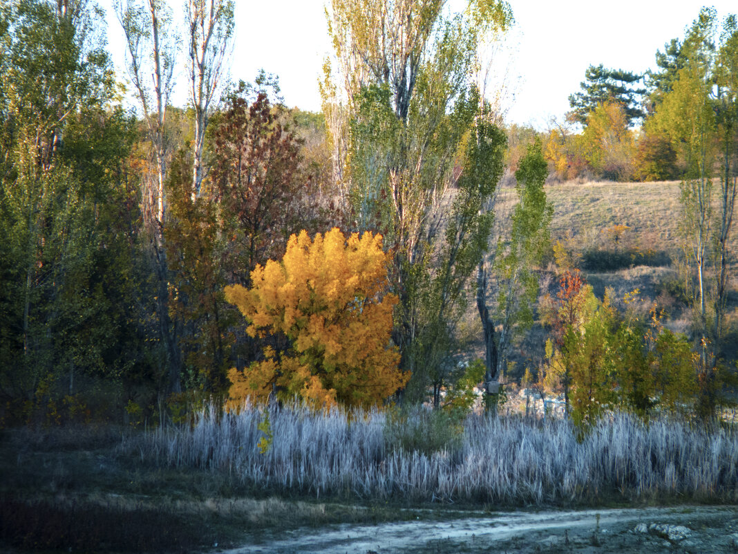 Осень  золотая - Валентин Семчишин