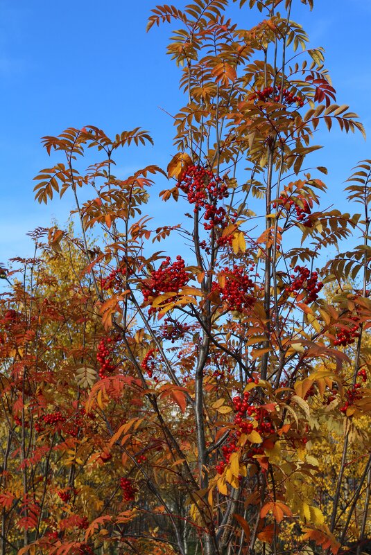 В осеннем убранстве - Ольга В осеннем убранстве - Ольга