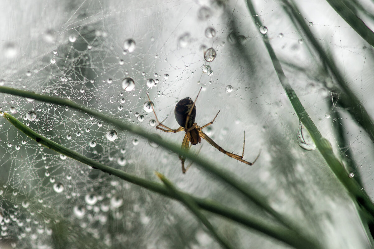 Хозяин сети - sorovey Sol Хозяин сети - sorovey Sol