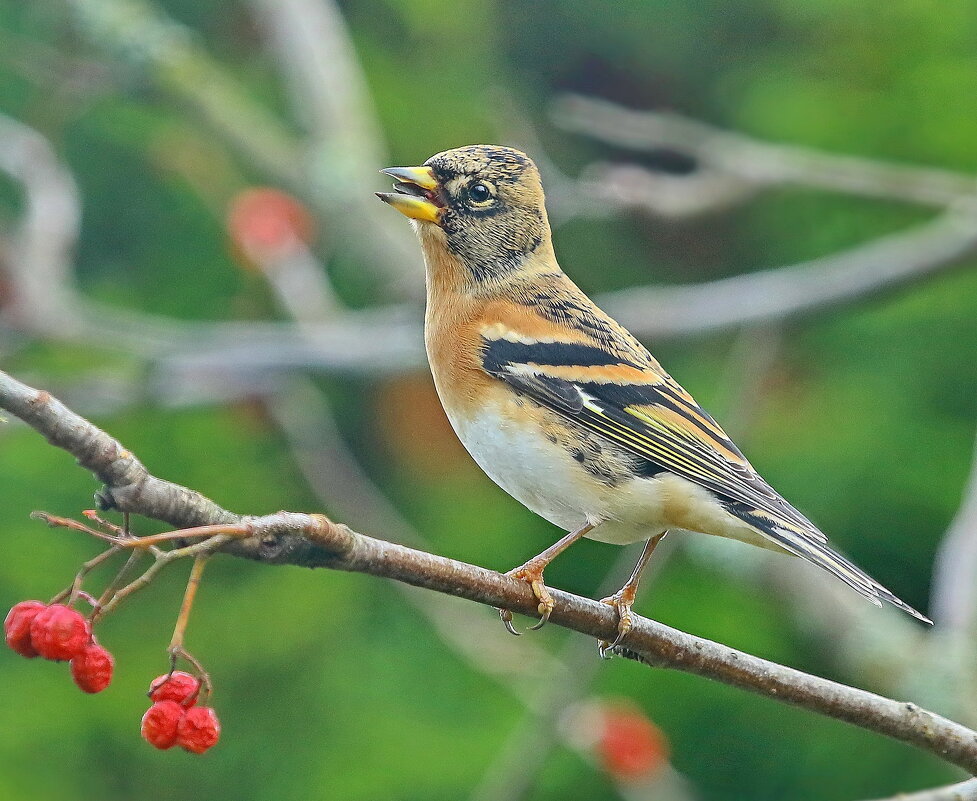 осень в рябиновом лесу - Andrey Bragin 