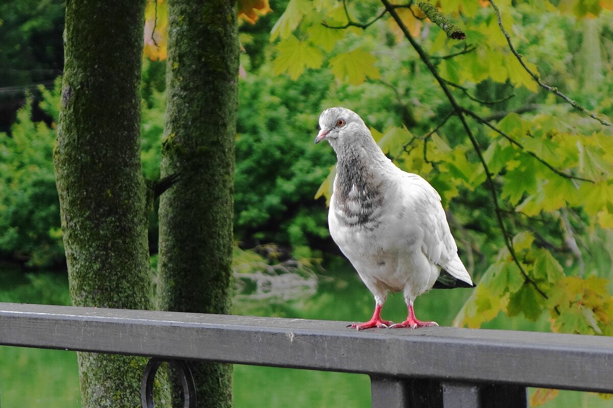 Симпатичный голубь - Рита Симонова