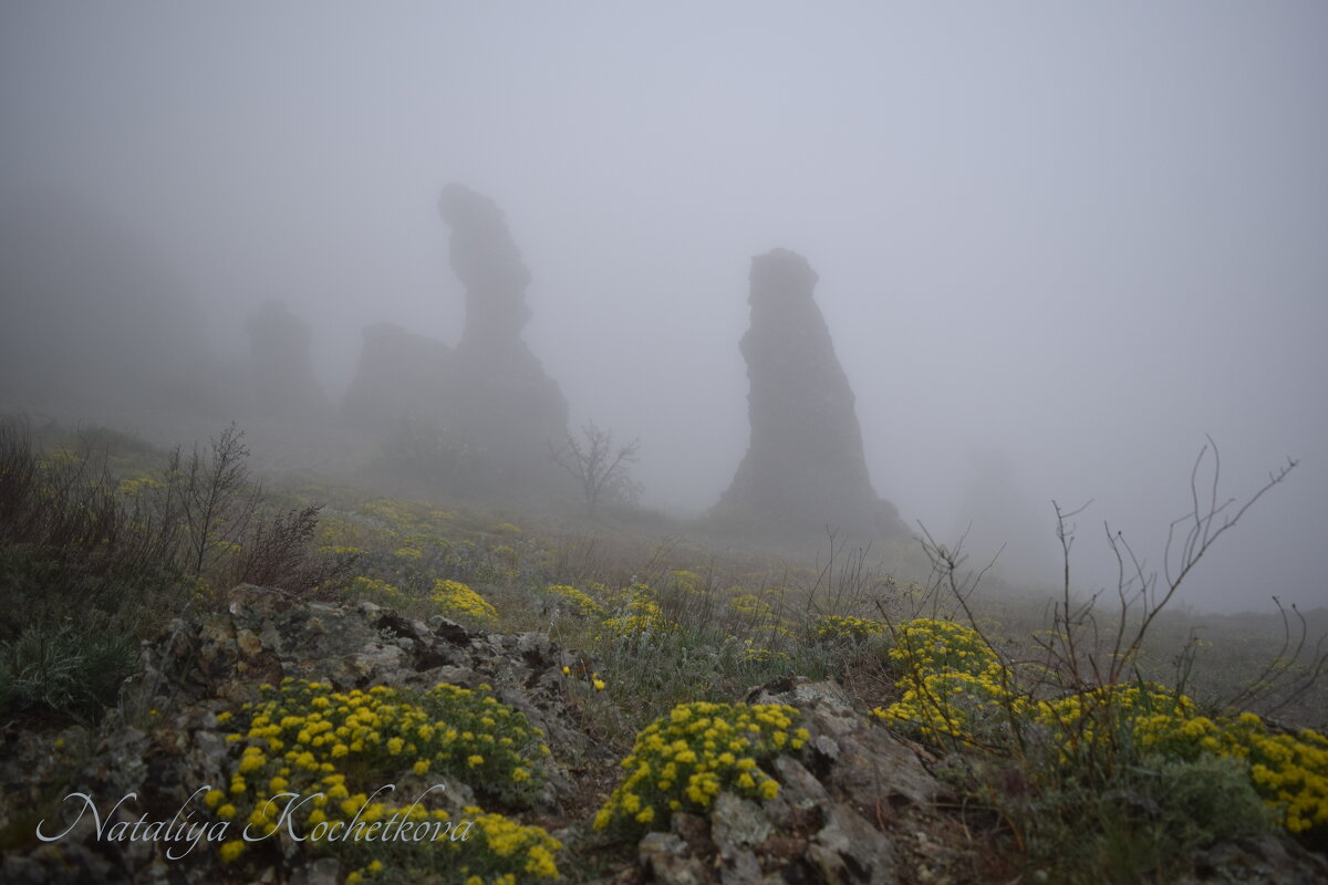 Природа Крыма - Amazing Cosmea