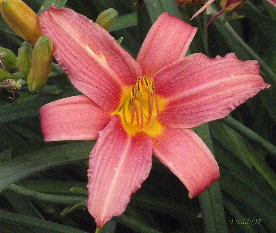 Лилейник - Freddy 97 Лилейник - Freddy 97