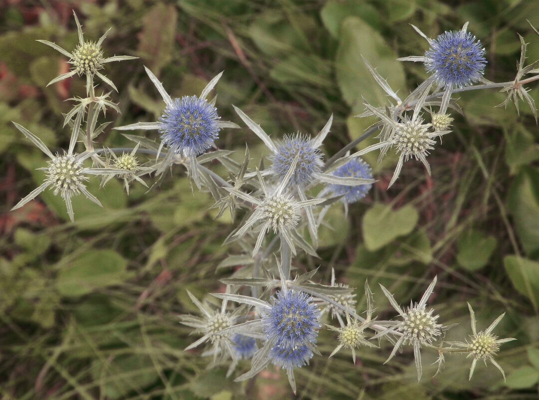 синеголовник - Лера синеголовник - Лера