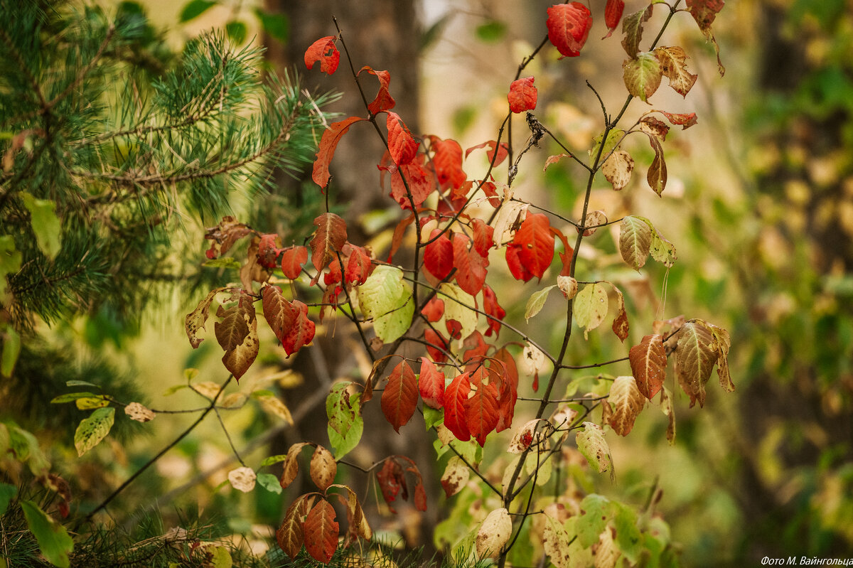 Осень в Белгороде - Михаил 