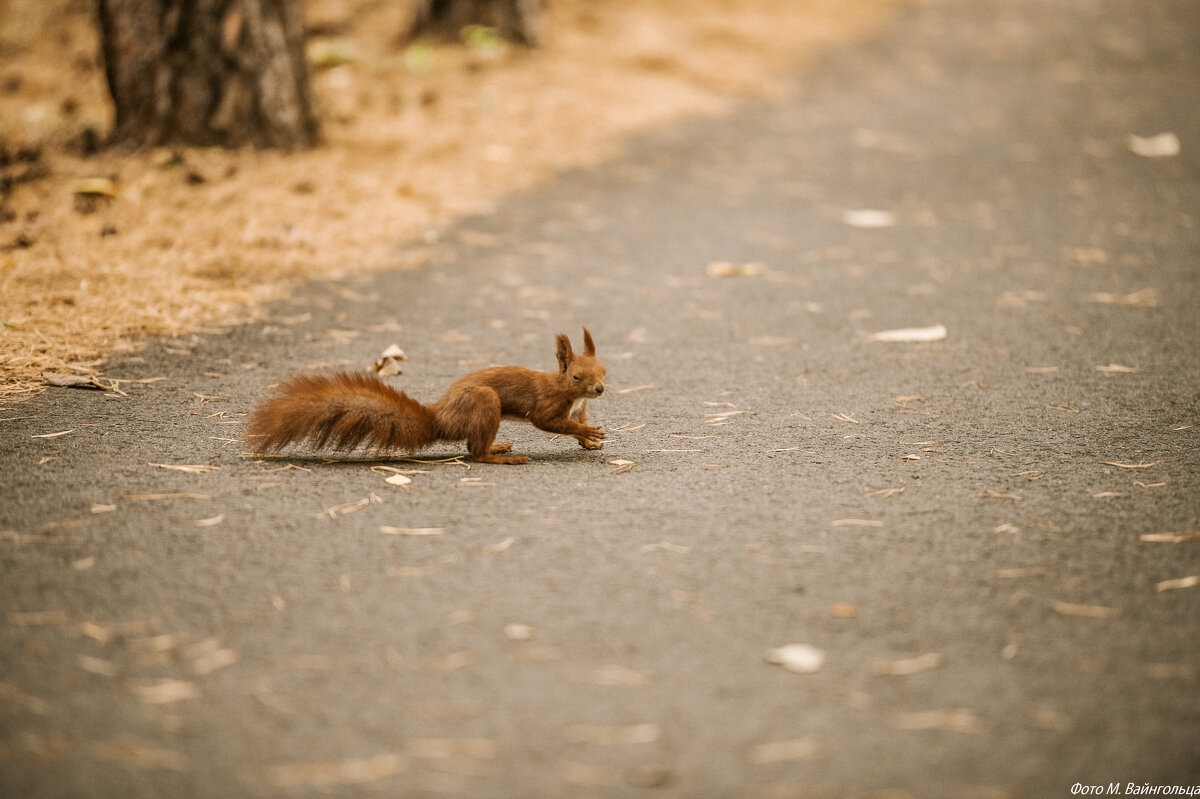 Она пришла - Михаил 