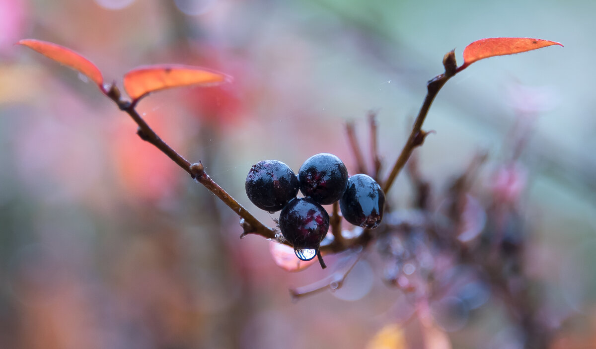 Осень дарит фотографу подарок. - Владимир Безбородов