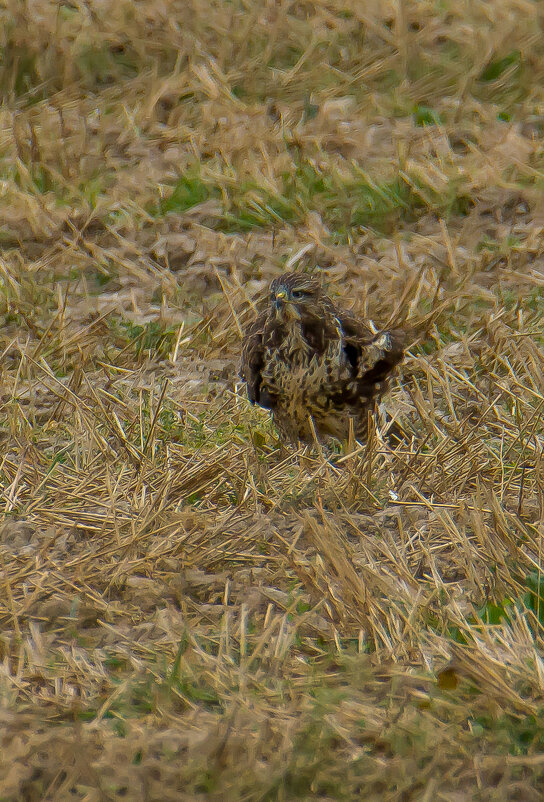 Канюк на охоте. - Sergey (Apg)