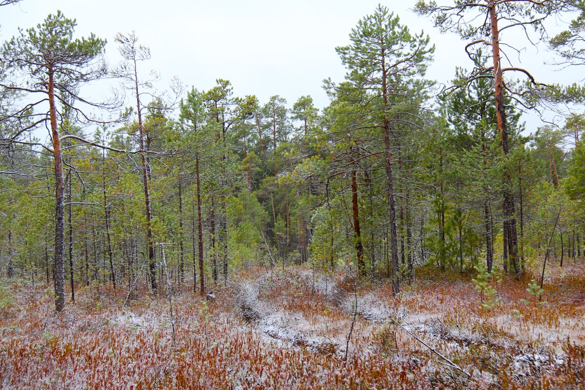 Болотные сосны - Сергей Никифоров