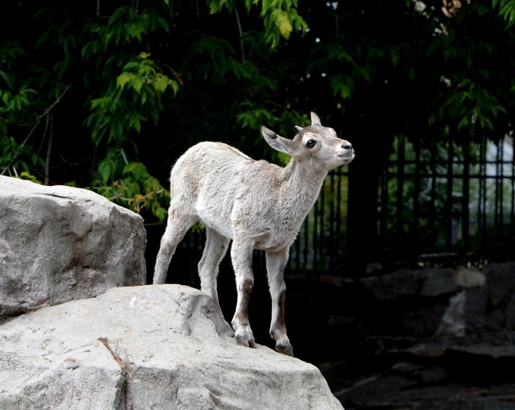 В зоопарке - Татьяна Тюменка