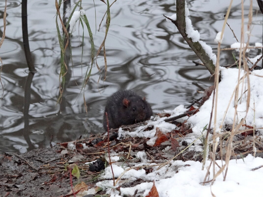 Изгой - Maria Rainer