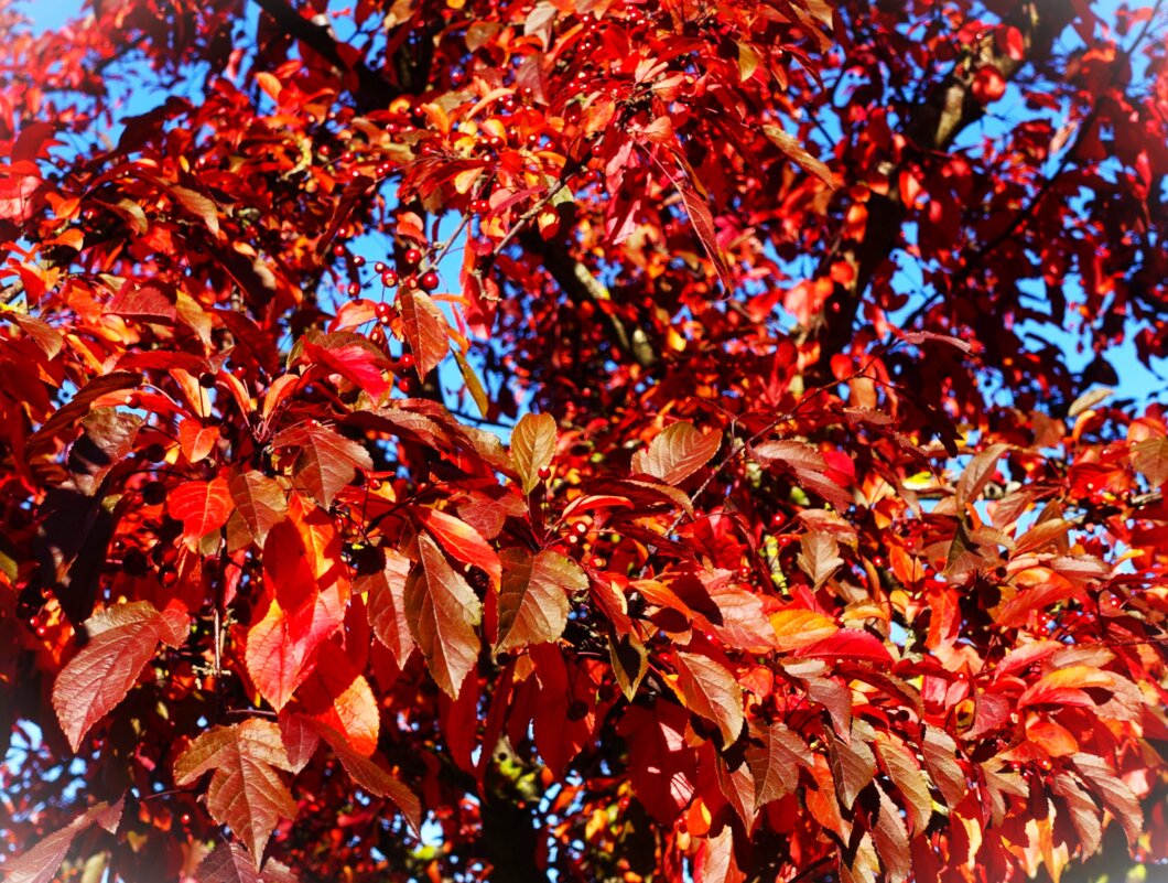 Созрели яблочки Недзвенского - Aida10 