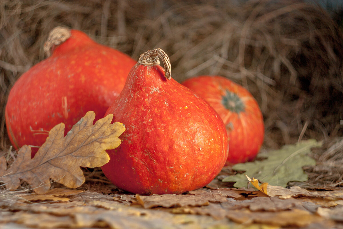 _ - Валерий Елистратов