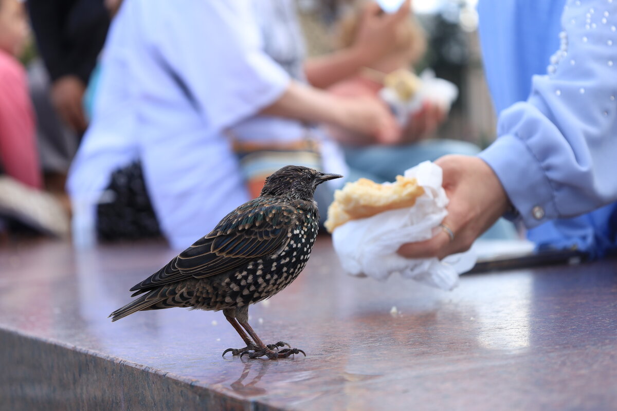 Скворец - Roman stories -