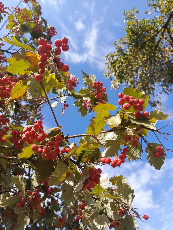 Осень - Татьяна Пальчикова