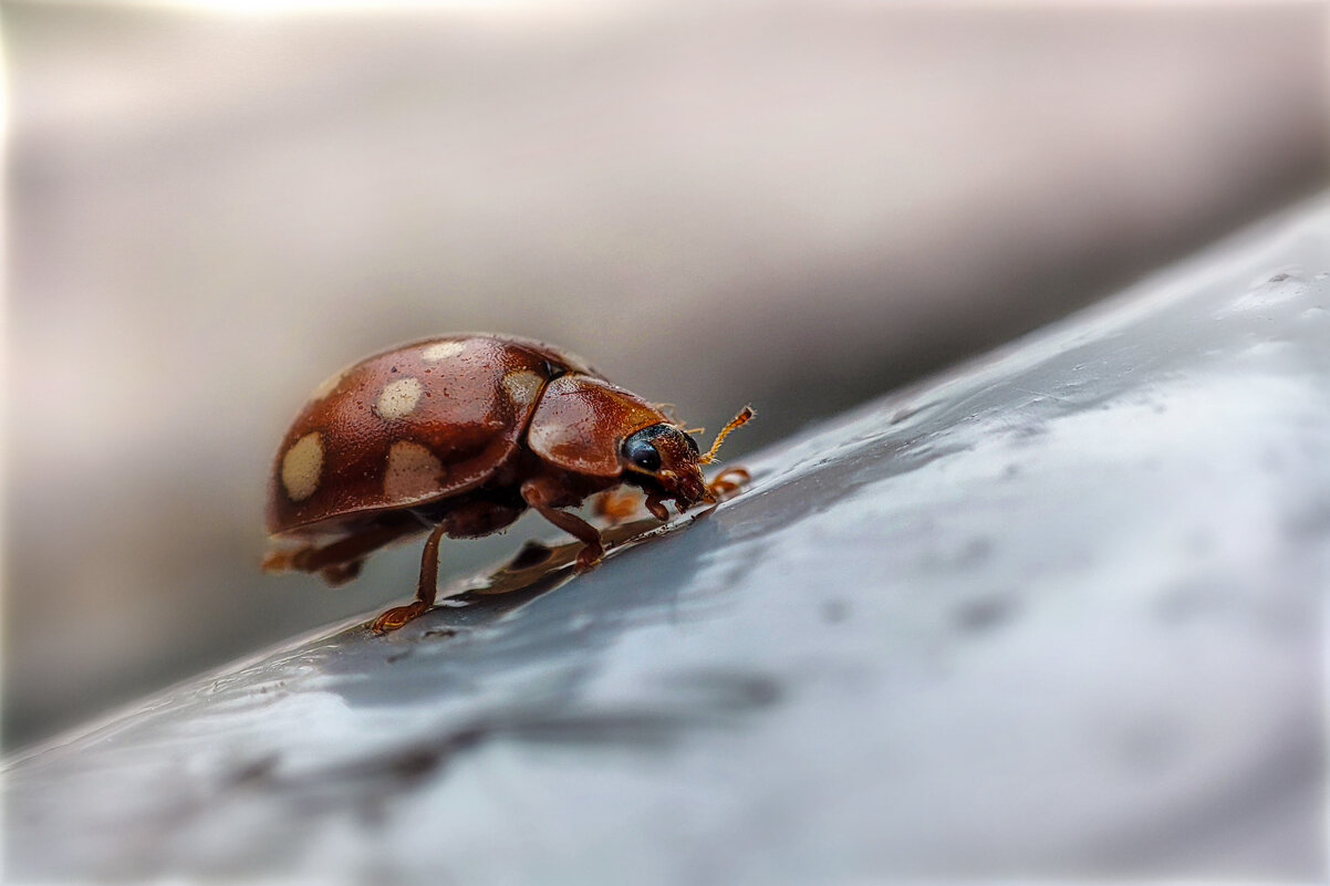 Последние (осенние) букашки 2025 . . - AZ east3 Последние (осенние) букашки 2025 . . - AZ east3