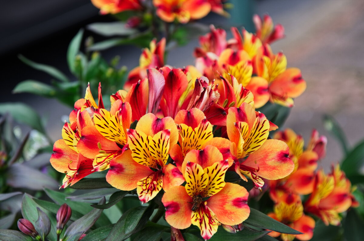 *** - Witalij Löwin