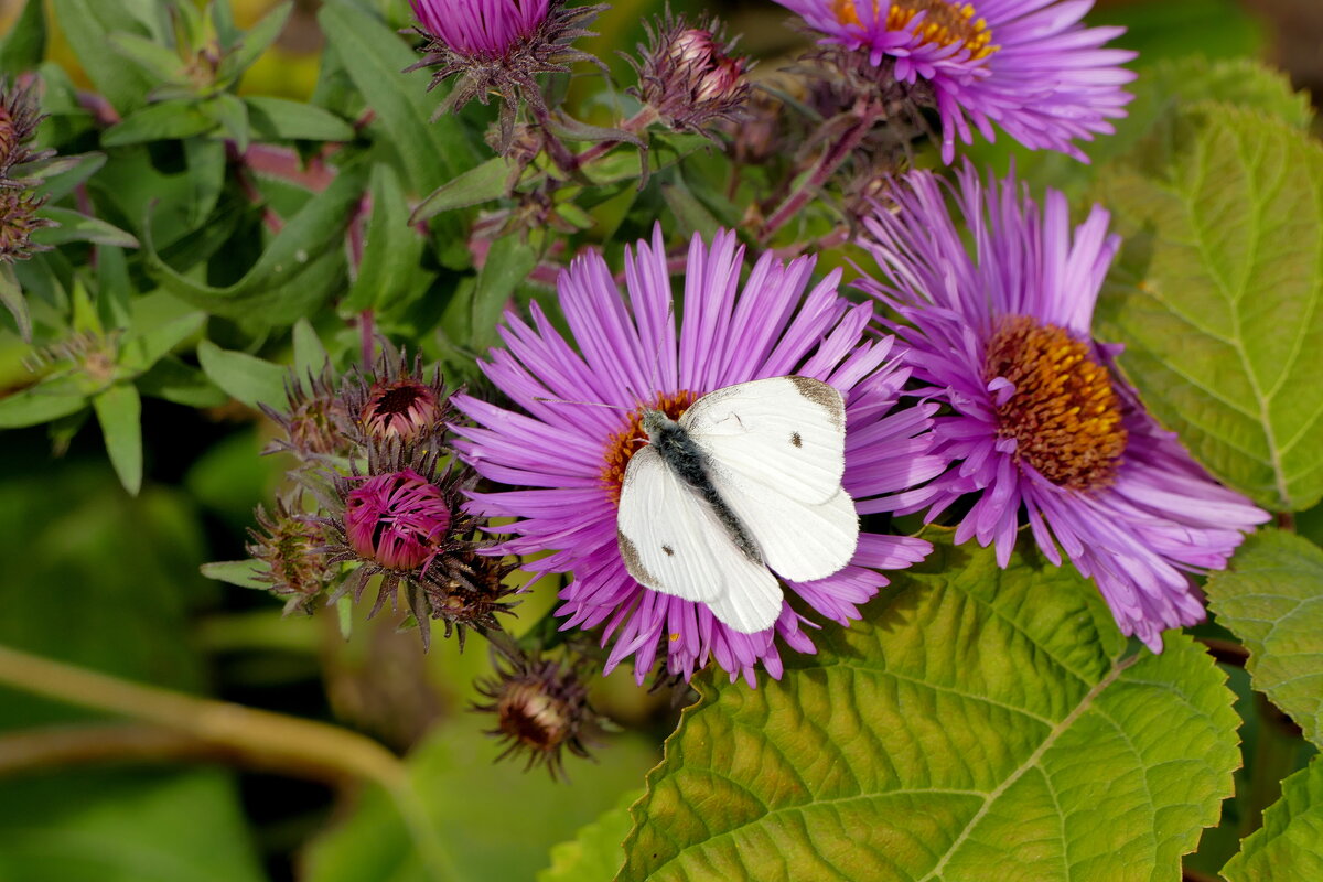 опять бабочки 5 - Александр Прокудин