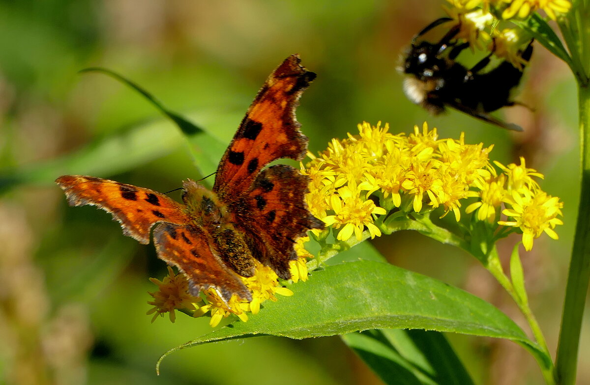 опять бабочки 10 - Александр Прокудин