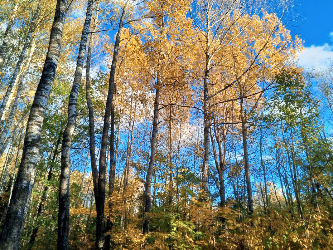 Осень - Сапсан 