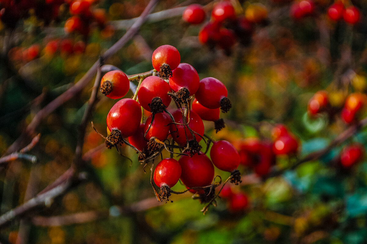 Ягодки греются под лучами сентябрьского солнышка - Светлана Никитина