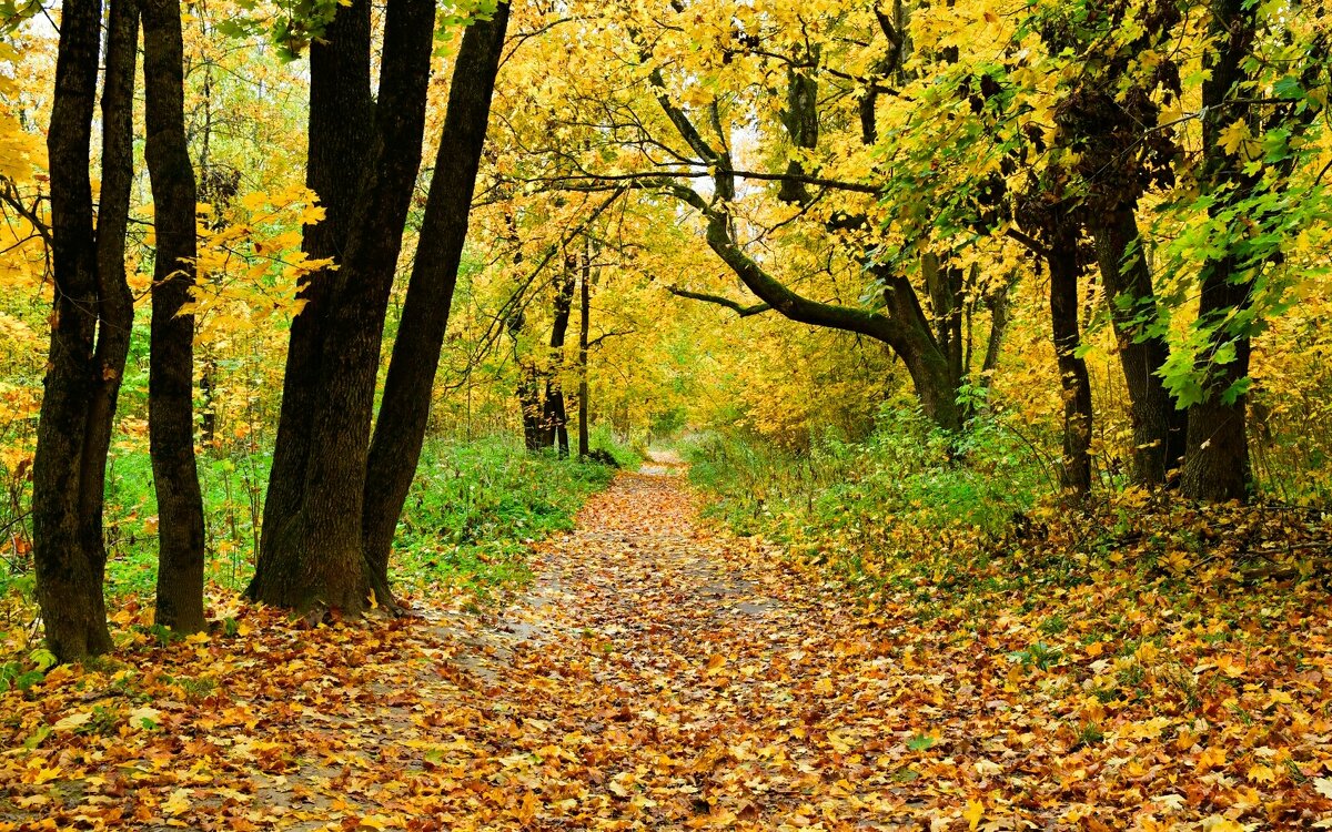 Золотая осень в городском парке. - Милешкин Владимир Алексеевич 