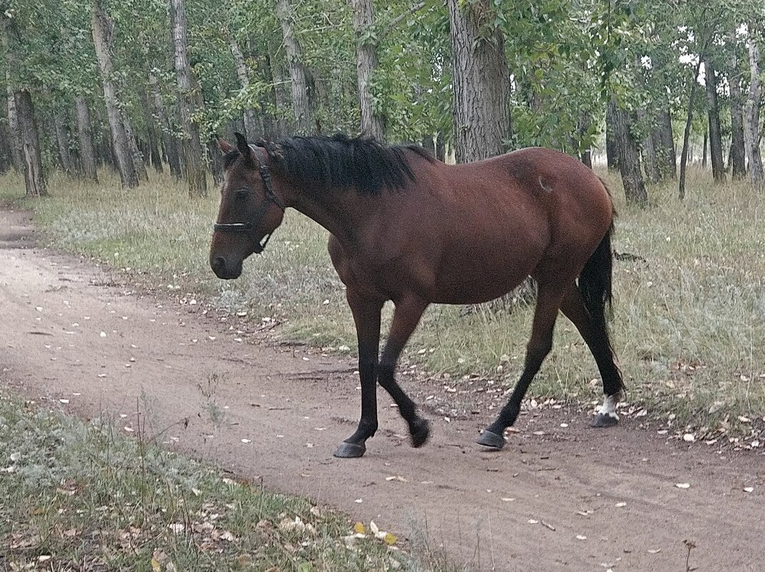 Конь - Андрей Хлопонин