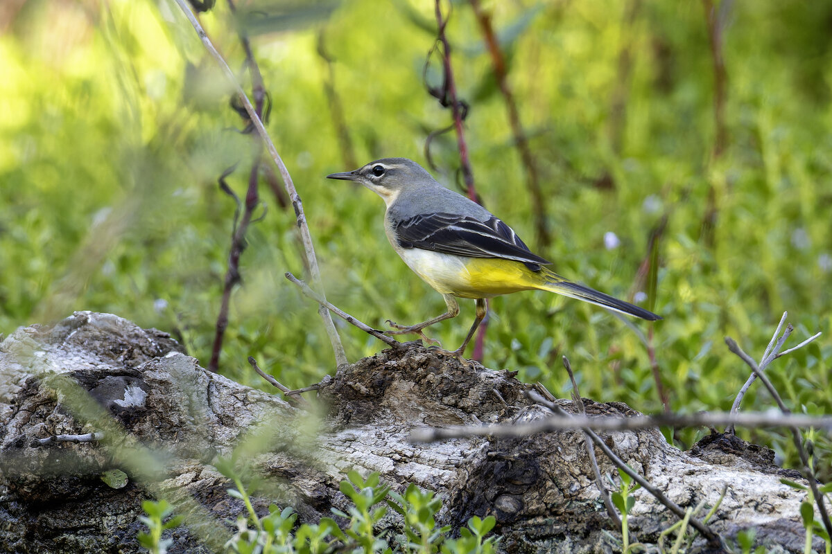 Горная трясогузка. - Alexander Amromin