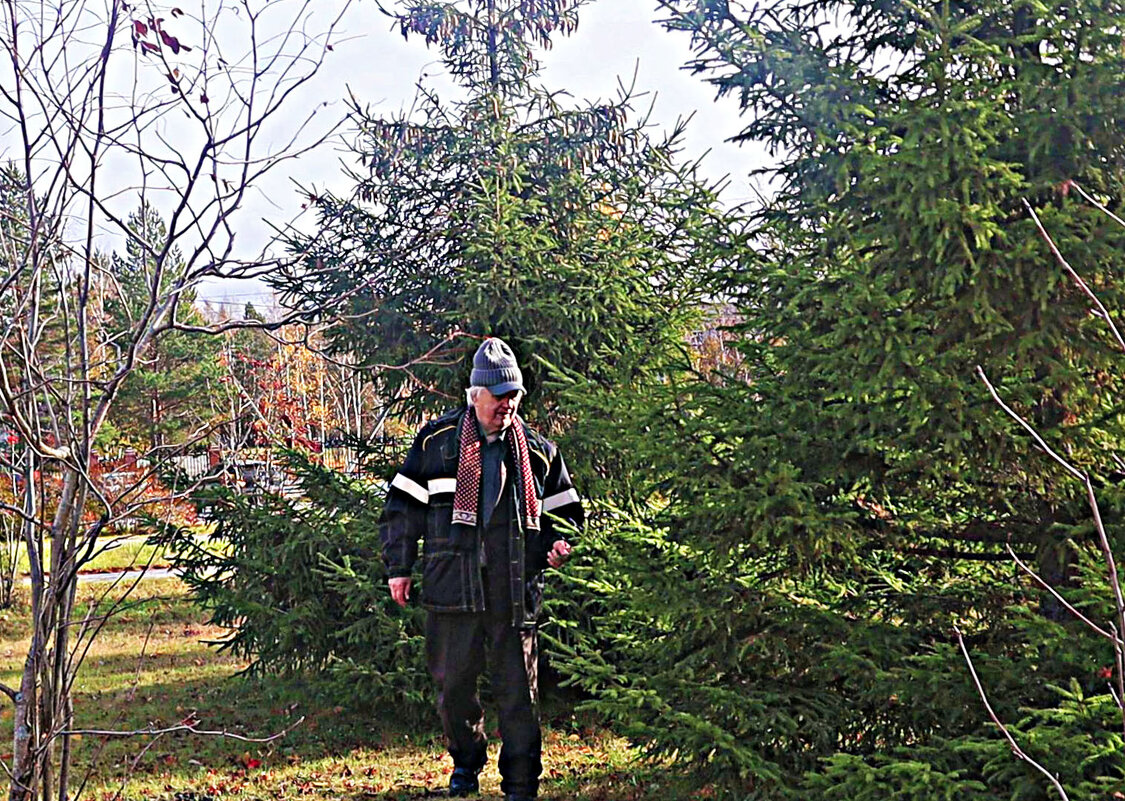 Октябрь...В гостях у елочек! - Владимир 