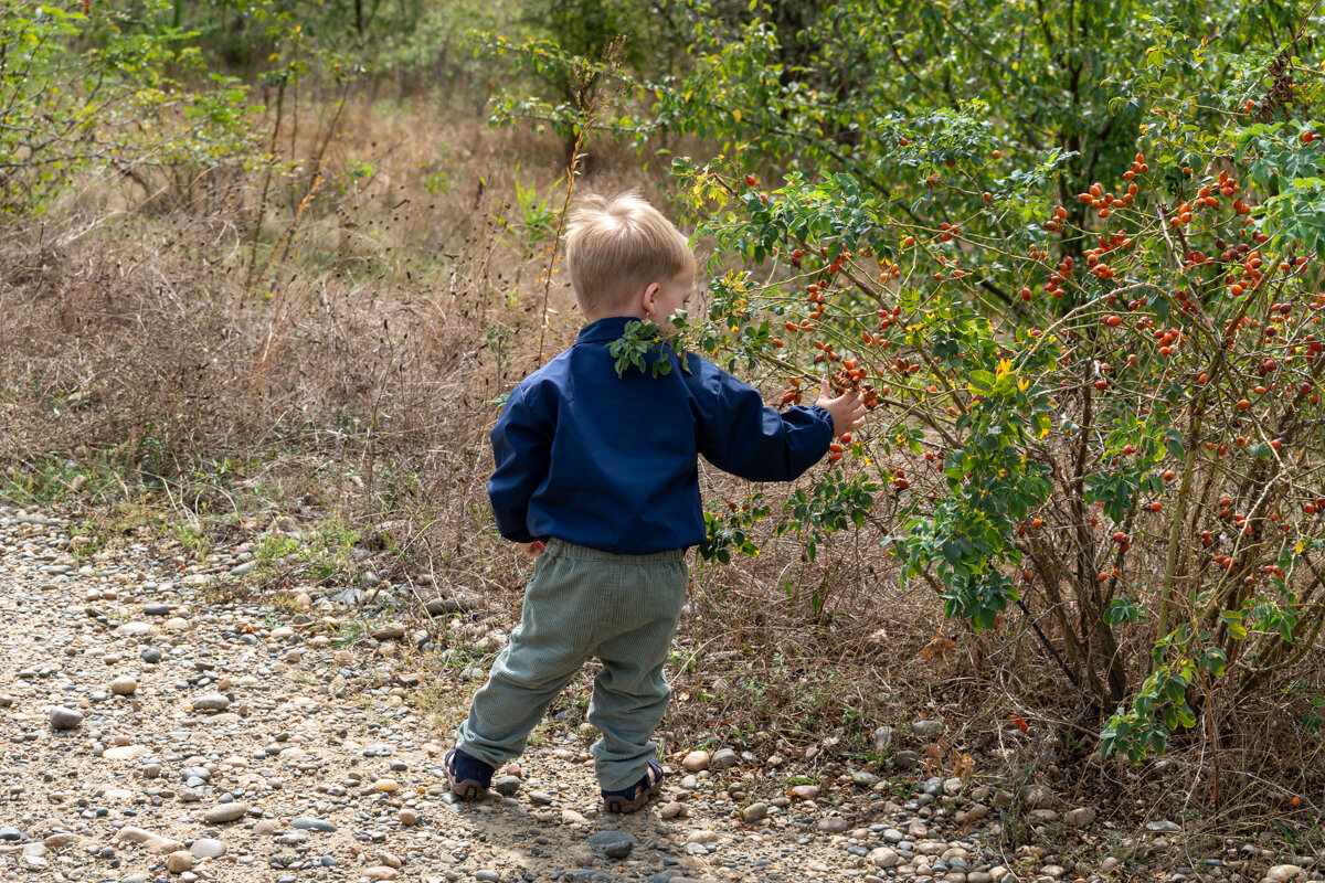 Это шиповник! - Игорь Сикорский Это шиповник! - Игорь Сикорский
