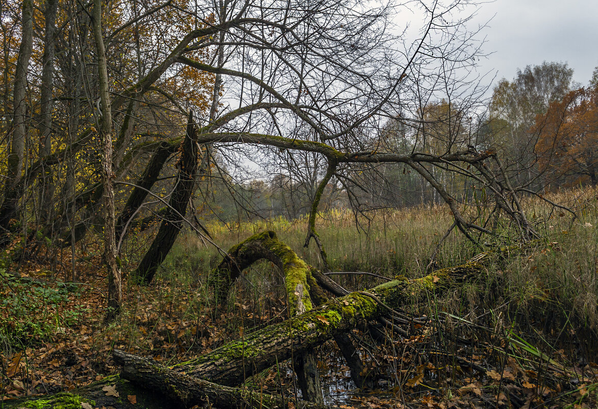 Осень,она и на болотах осень - Сергей Цветков