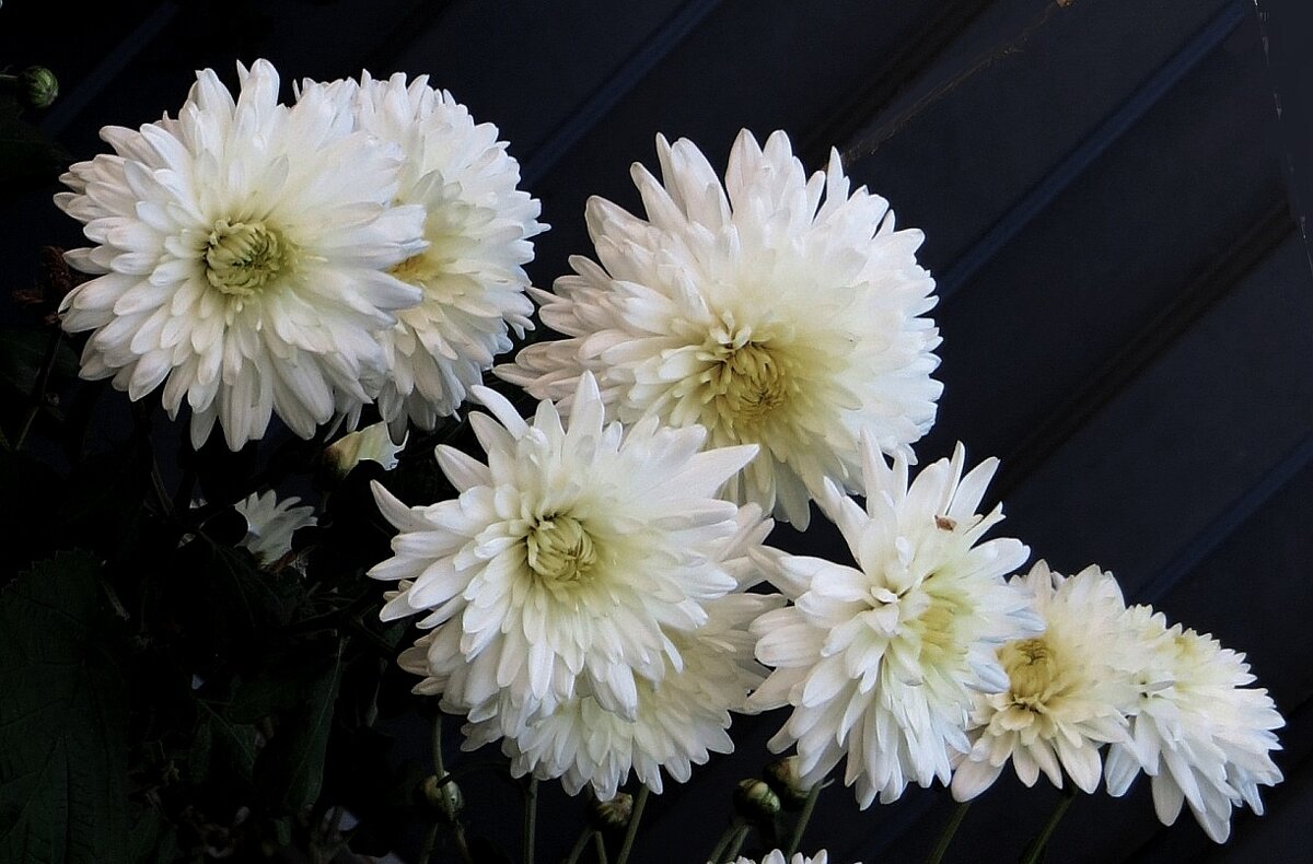 Про цветы осенние - Natali 