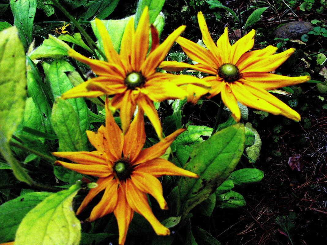 Зеленоглазые красавицы - Людмила Смородинская