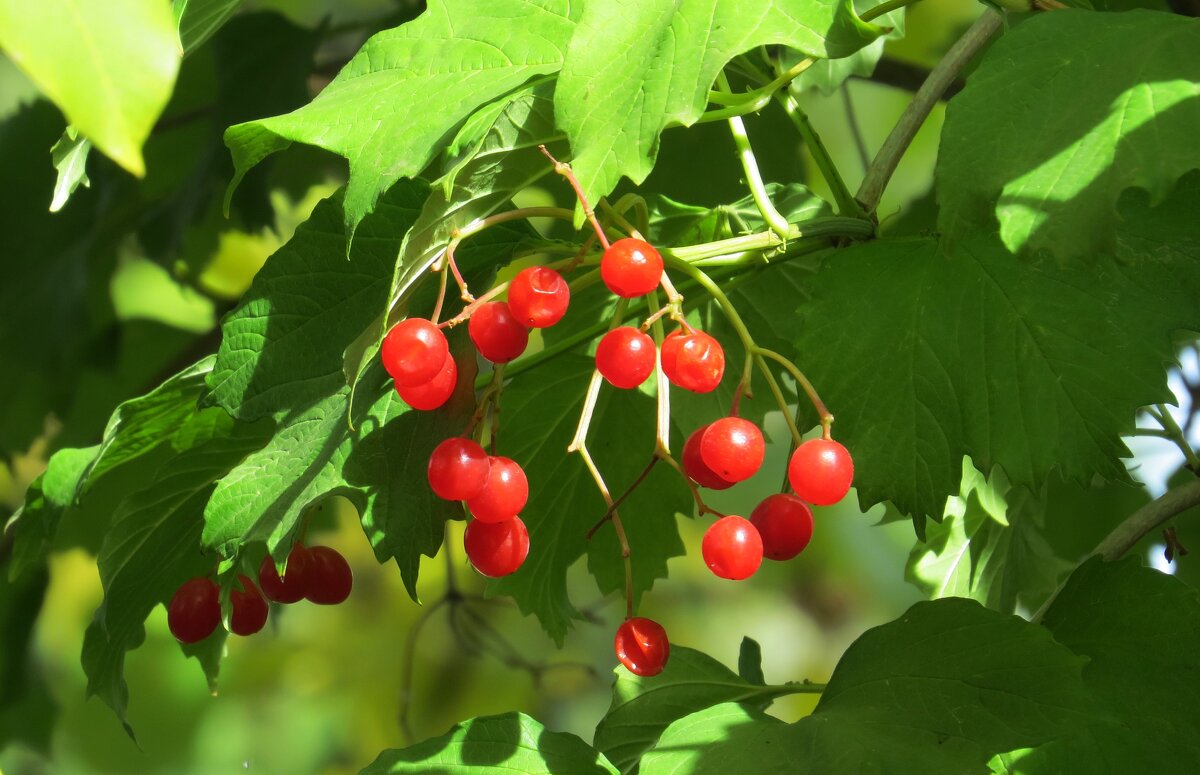 Осень, осень ...6 - Natali 