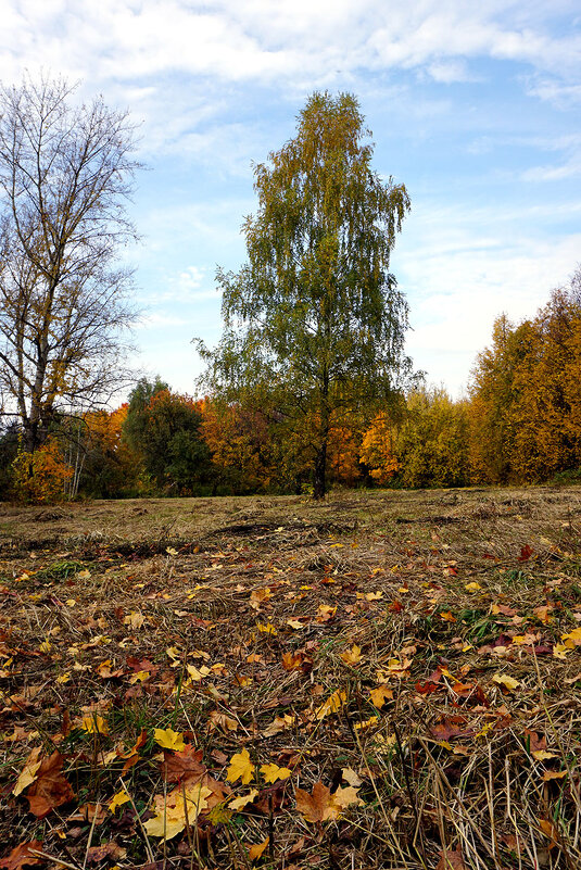 Кругом осень - Лариса Корж