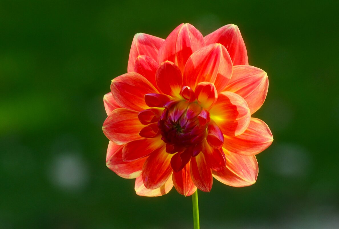 Доброе утро - Юрий. Шмаков