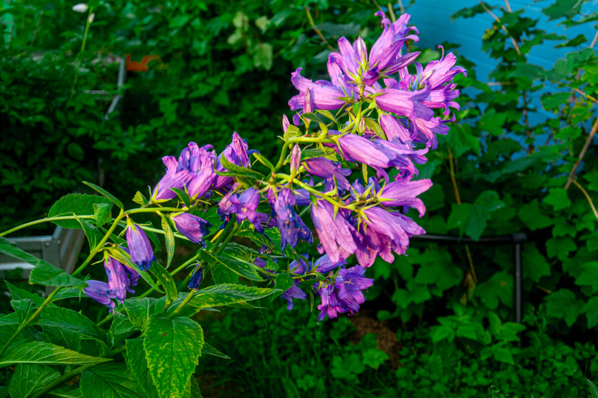 Дачное лето - Александр Силинский