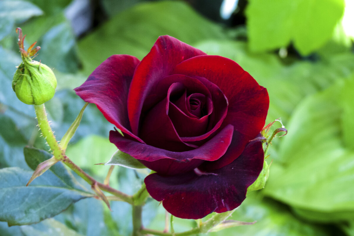 Бархатная  розочка - Валентин Семчишин