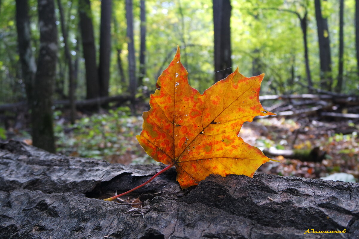 И каждый год одно и то же не устаём мы лицезреть! :-) - Андрей Заломленков