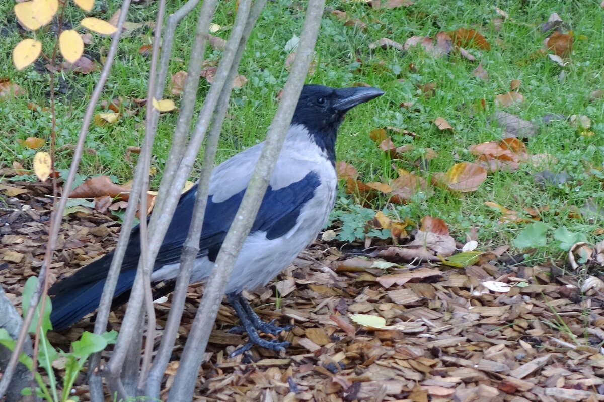 Ворона - Рита Симонова